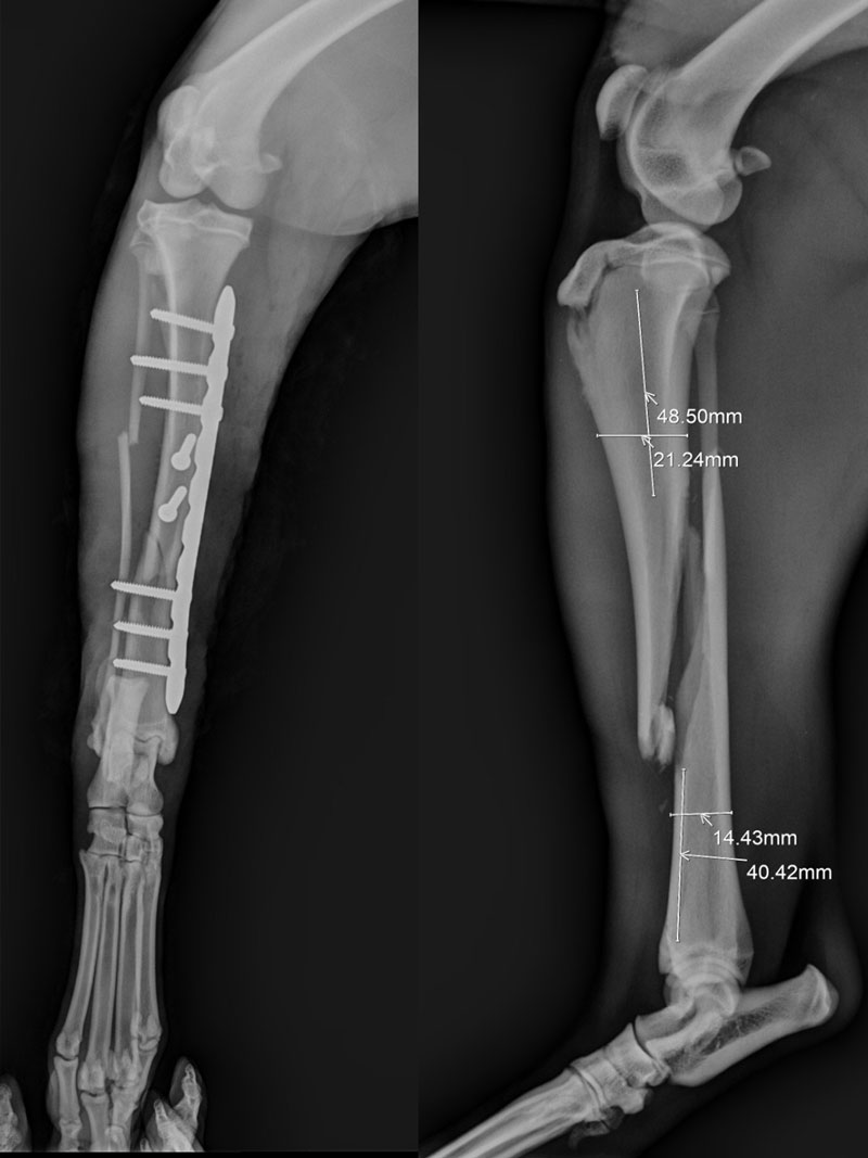 Traumatolog&iacute;a
